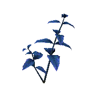 Blue Herb render