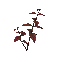 Red Herb render